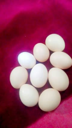 Fertile Eggs , Aseel Eggs