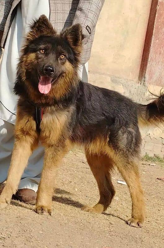 pure Alsheision bhagyary pior 10 month sequrty dogs 2