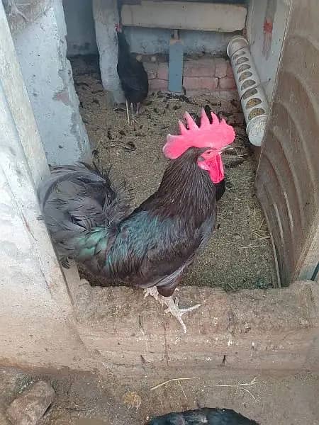 ASTROLOPE CHICKS 2 weeks for sale, Male and Female, Commercial Breed 2