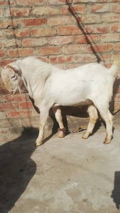 piur ghulabi tedda bridur pink noz white ayes long jhaler umar 4teeth