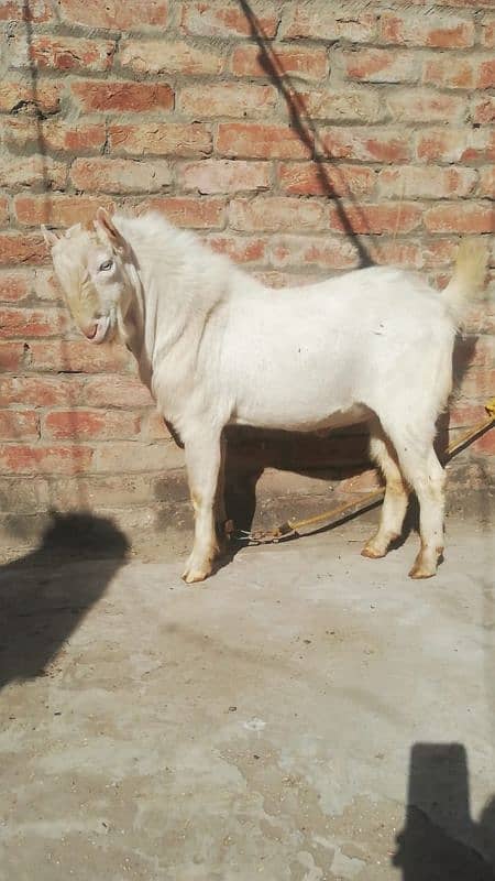 piur ghulabi tedda bridur pink noz white ayes long jhaler umar 4teeth 2