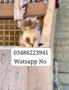 Persian Kitten CFA Bloodline Piki Face Triple Coated