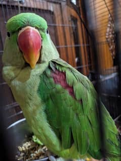 Raw Parrot Female