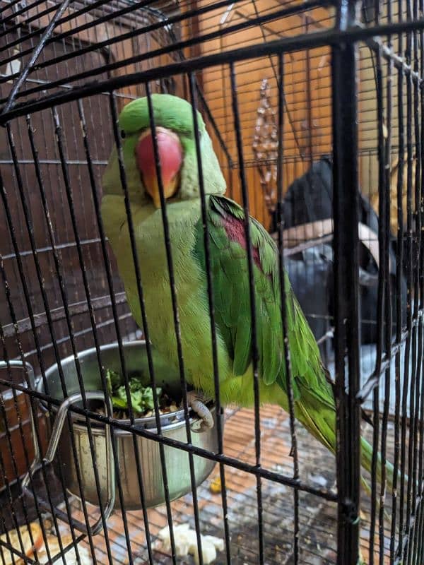 Raw Parrot Female 1