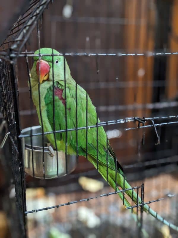 Raw Parrot Female 2