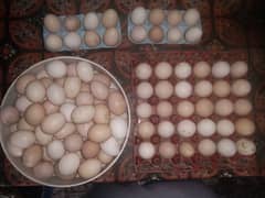 Desi egg's. . organic eggs available