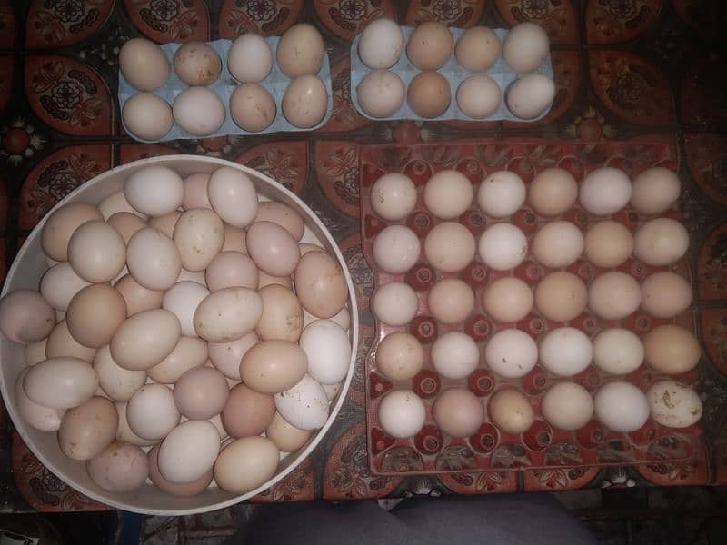 Desi egg's. . organic eggs available 0