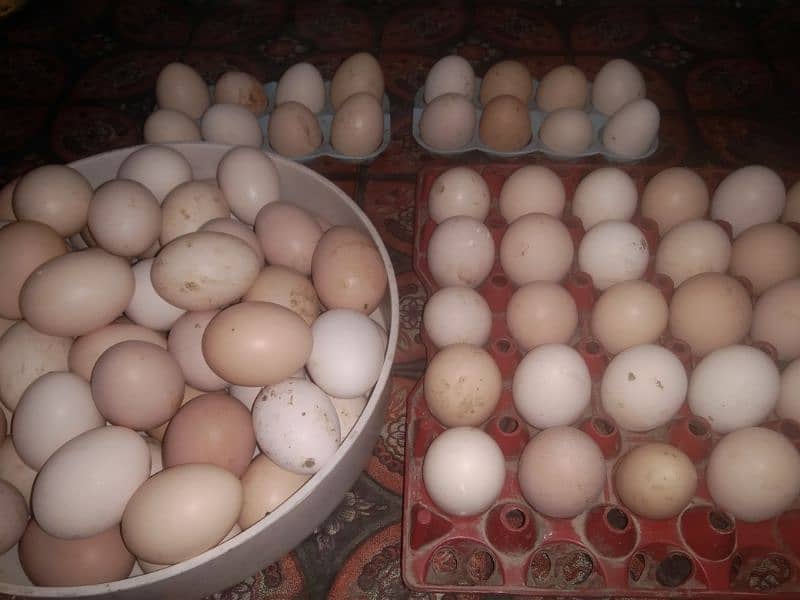 Desi egg's. . organic eggs available 1