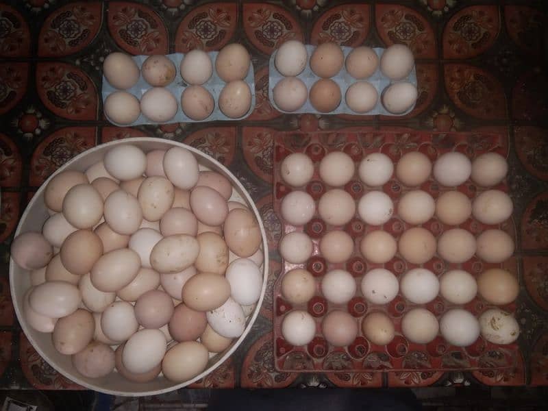 Desi egg's. . organic eggs available 2