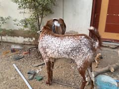 Bakra (Goat)