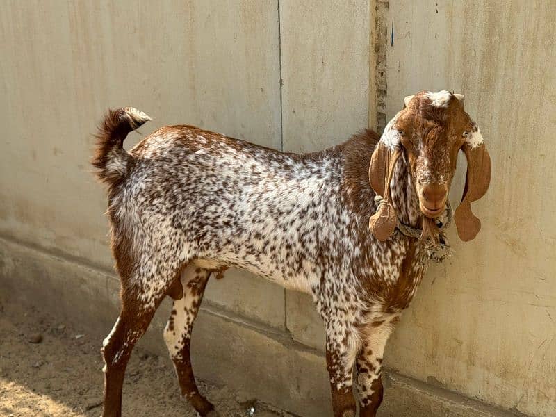 Bakra (Goat) 2