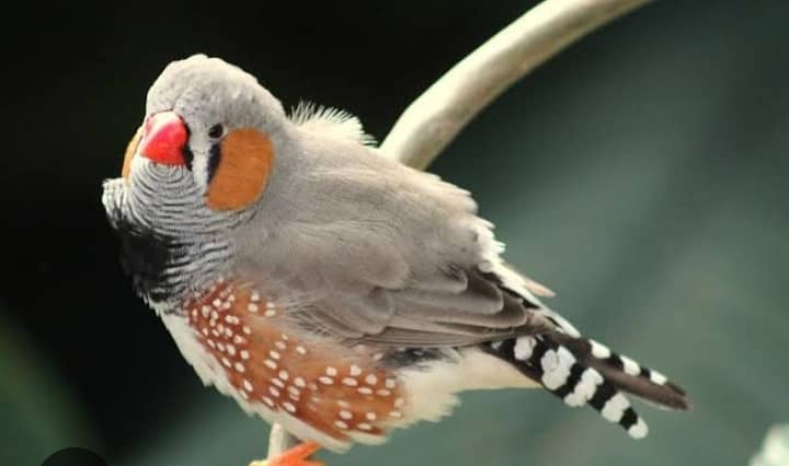 Male zebra finch 0