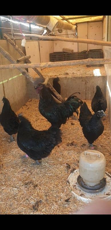 ayam cemani grey tongue available pr piece 5000 0