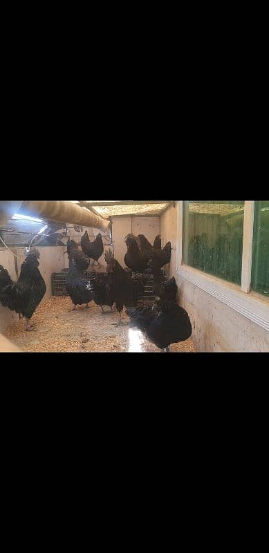 ayam cemani grey tongue available pr piece 5000 2