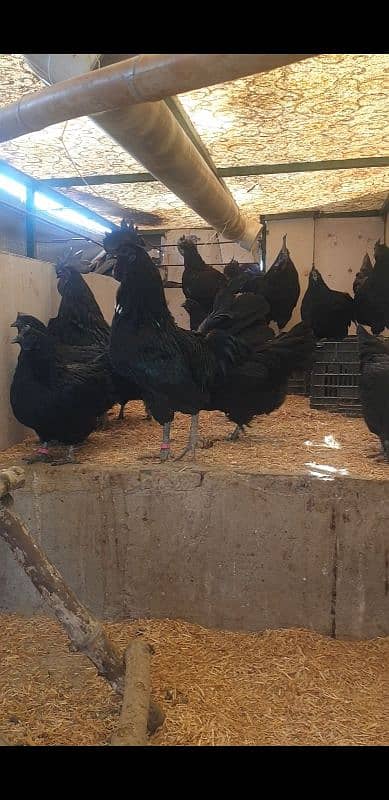 ayam cemani grey tongue available pr piece 5000 3