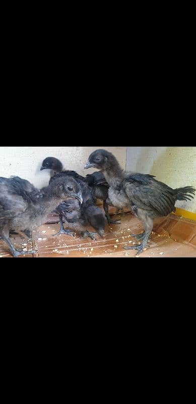 ayam cemani grey tongue available pr piece 5000 9