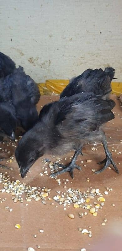 ayam cemani grey tongue available pr piece 5000 10