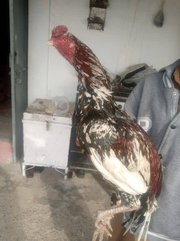 breeder cheena aseel murga price 6000 9