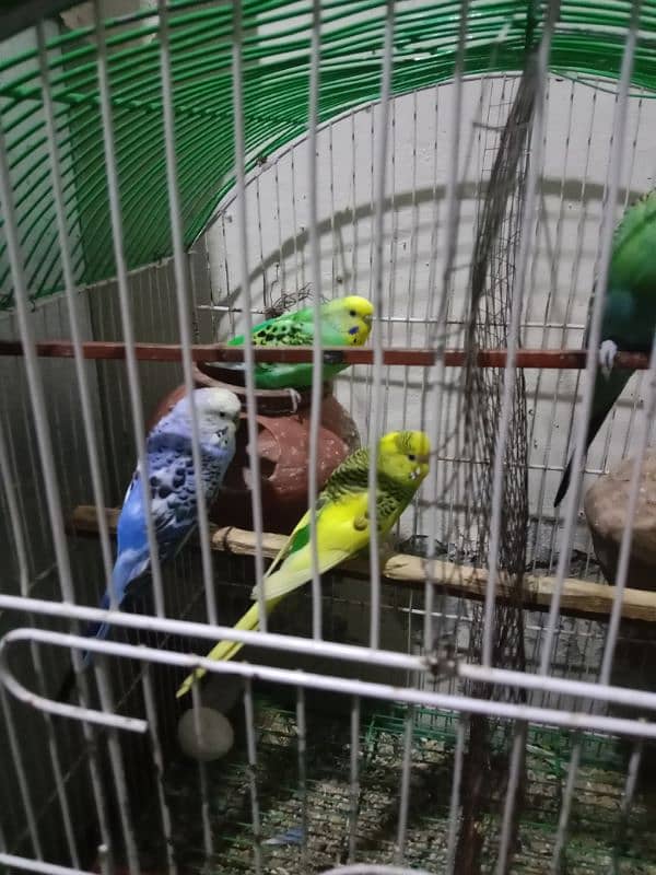 cages for sale 3