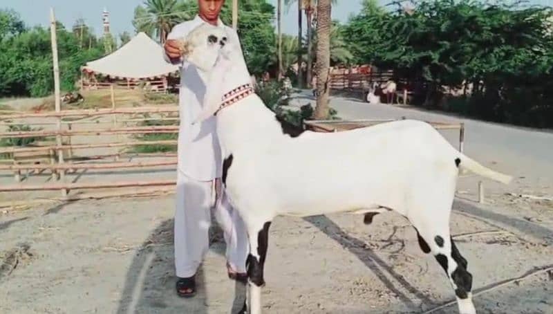 Desi Bakra Urgent For Sale. CaLL me_/03425820107 2