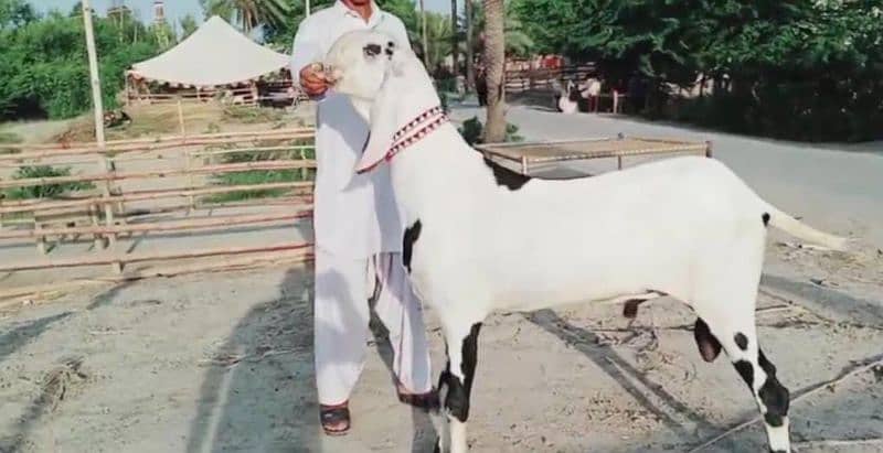 Desi Bakra Urgent For Sale. CaLL me_/03425820107 3