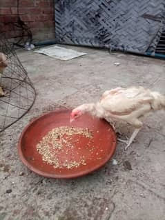 aseel murga hen pair complete