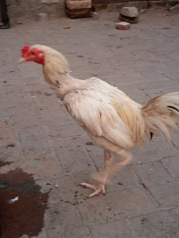 aseel murga hen pair complete 1