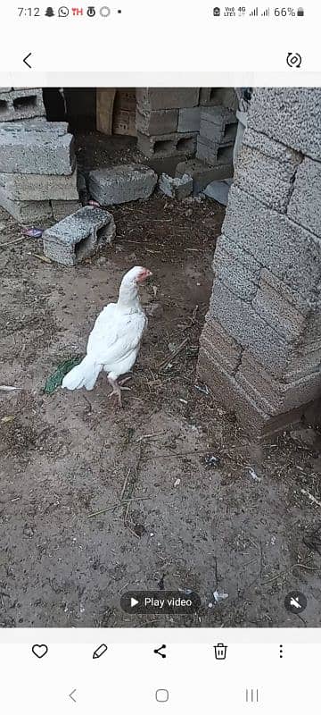 High Quality aaseel heera   breeder madi for sale 1