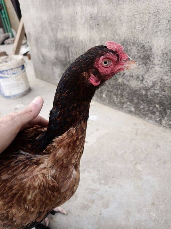 mianwali old blood line aseel madi murghi egg laying hen (03345818679) 0