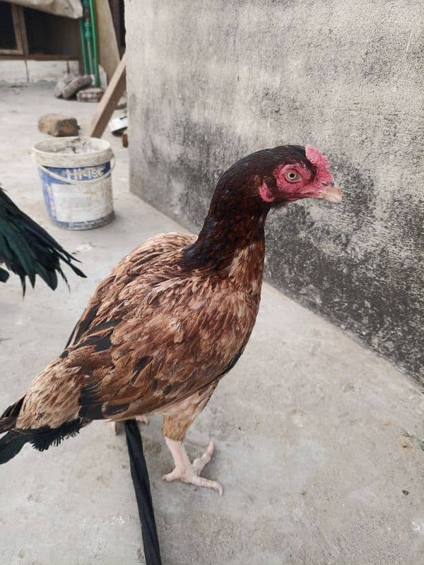 mianwali old blood line aseel madi murghi egg laying hen (03345818679) 1