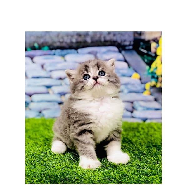 Persian triple coated punch face kitten available for sale 2