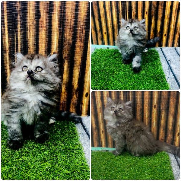 Persian triple coated punch face kitten available for sale 7