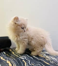 Persian kittens for sale