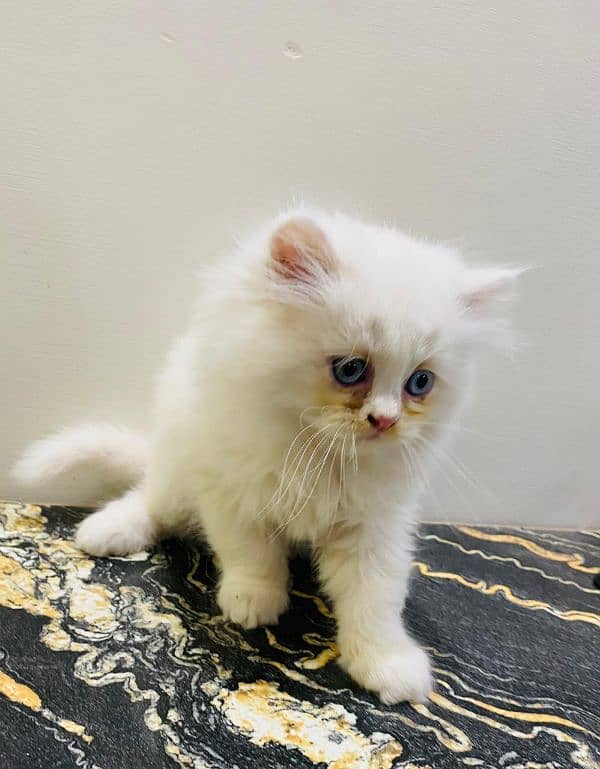 Persian kittens Males and Females for sale 1