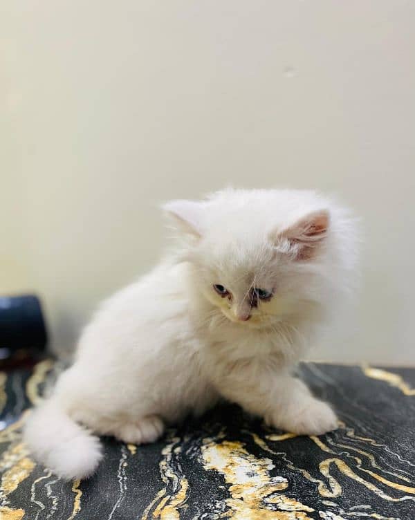 Persian kittens Males and Females for sale 2