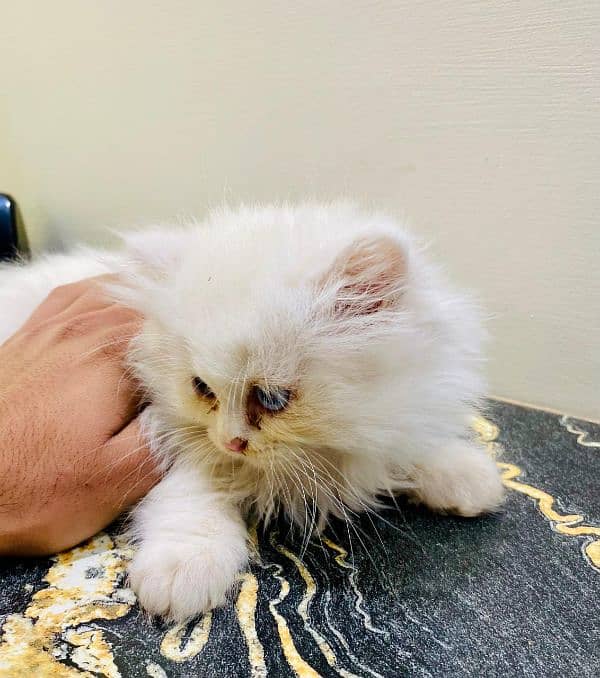 Persian kittens Males and Females for sale 3