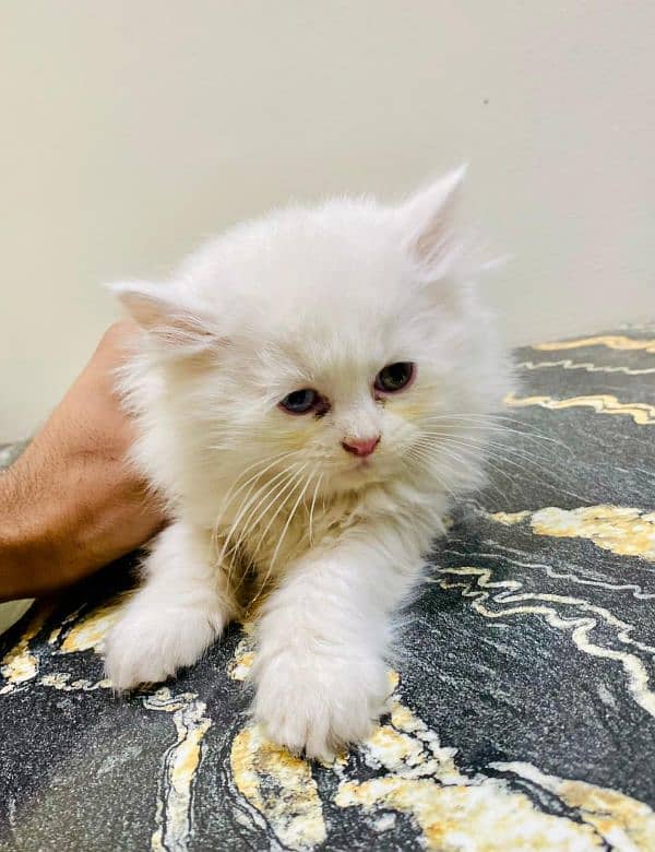 Persian kittens Males and Females for sale 4