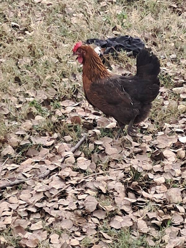 Hens Dasi Murgi 1