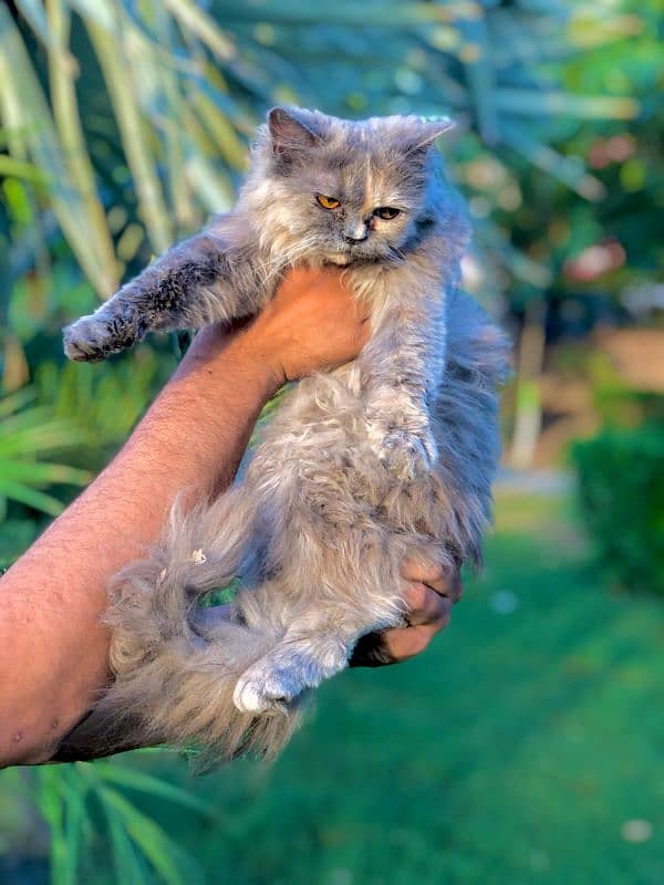 Persian triple coated punch face kitten available for sale 3