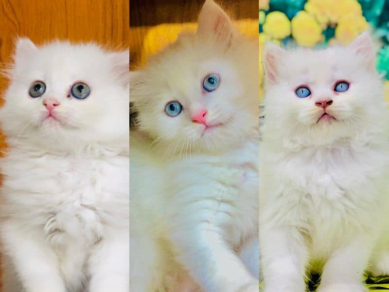 Persian triple coated punch face kitten available for sale 6