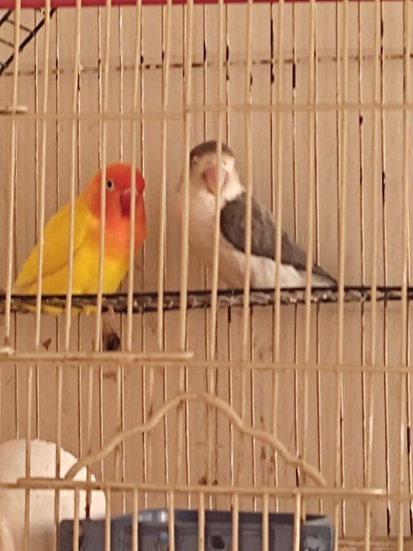 love bird 3