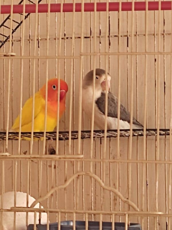 love bird 4