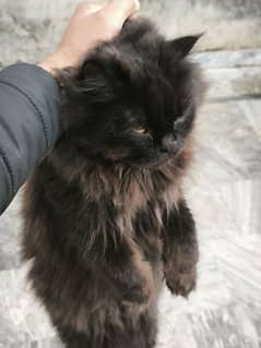 Russian cat  Name.   shero Colour.  Black Age 14