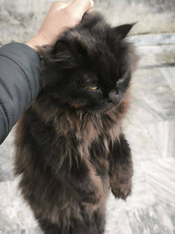 Russian cat  Name.   shero Colour.  Black Age 14 0