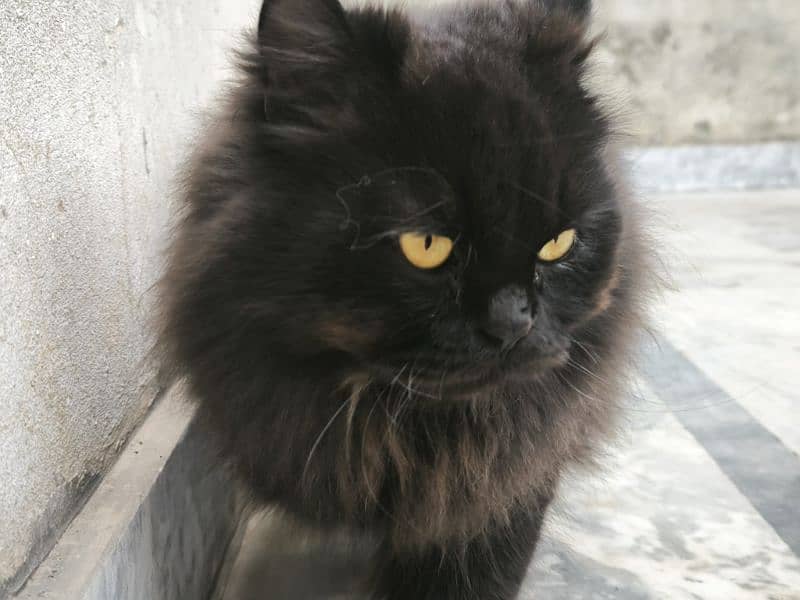 Russian cat  Name.   shero Colour.  Black Age 14 1