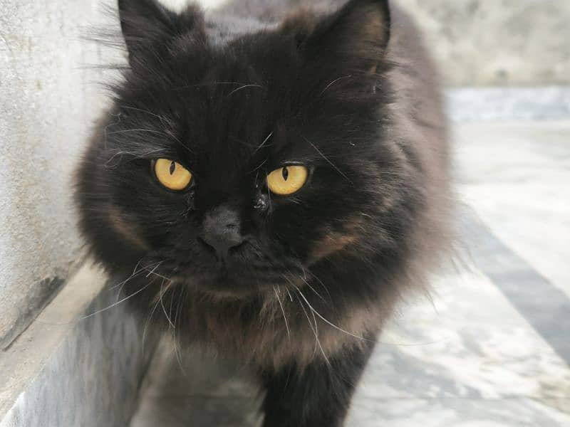 Russian cat  Name.   shero Colour.  Black Age 14 2