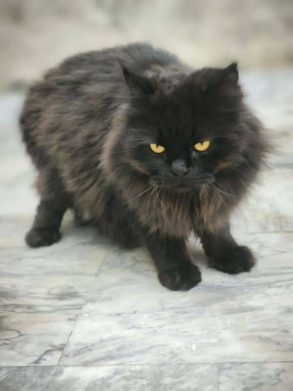 Russian cat  Name.   shero Colour.  Black Age 14 4