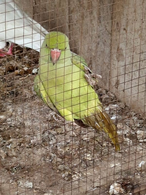 parrot 0