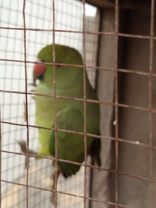 parrot 2