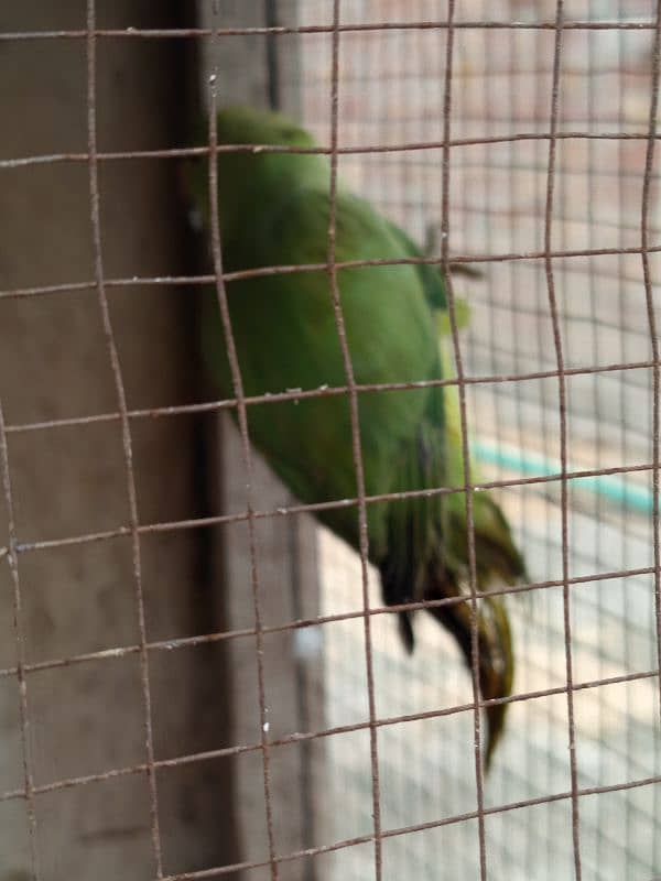 parrot 3